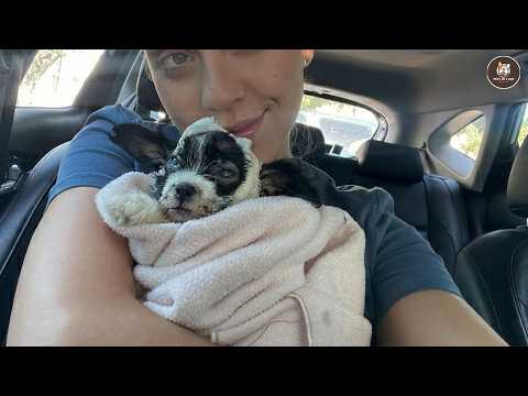 Suffering since 4 months old, he silently nuzzled me as love healed his scars