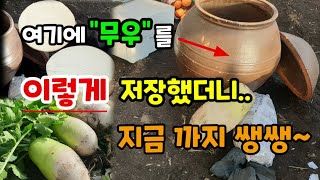 가을에 수확한 "무우"를 여기에 이렇게 저장했더니 지금까지 쌩쌩해요 무우배추장기저장방법