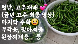 고추, 마지막 수확 