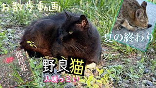 【実写】お散歩。人懐っこい野良猫たちと出会う