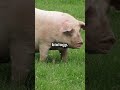 Why Does The Bible Call Pigs Unclean Deuteronomy 14 8 Explained Bibleverses Biblepassage