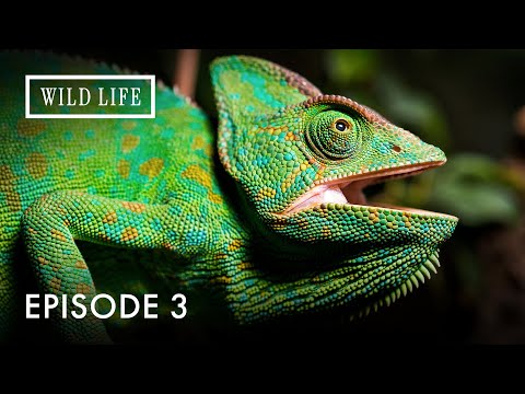 Color, Mystery, and Mastery – The Chameleon’s Wild Life | Chameleons Of The World | Episode 3