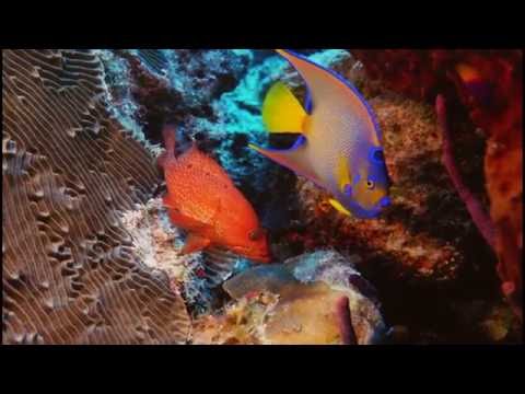 A bela criação revela o amor e poder de Deus