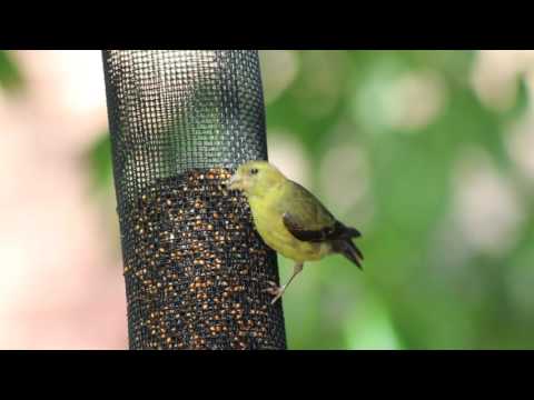 A female American Goldfinch eating from a finch feeder.