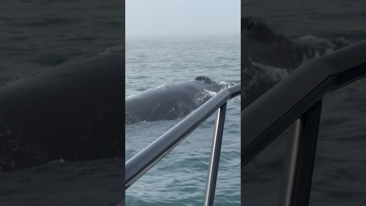 GIANT whale! Wow what a view! How many can you count? #shorts #viral #fun #wildlife