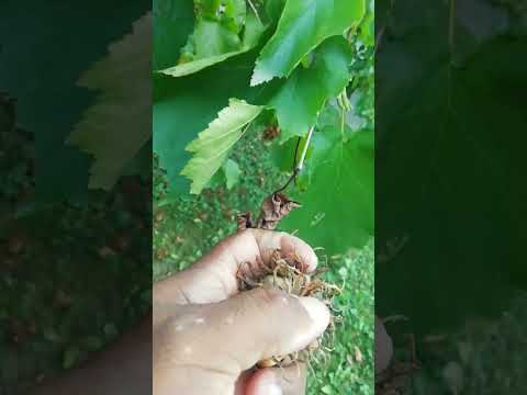 Share street seeds from Croatian