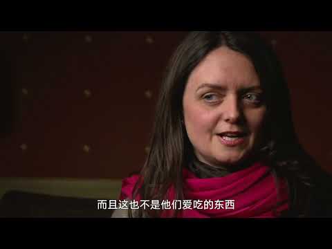 The Search for General Tso 纪录片 寻味“左宗鸡”