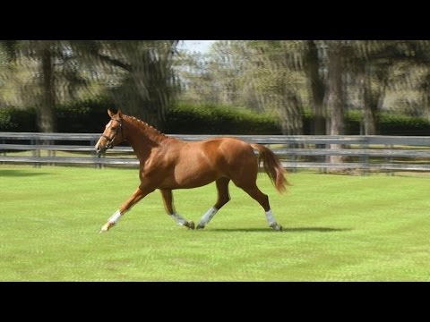 Heavenly ISF at Iron Spring South - SOLD!