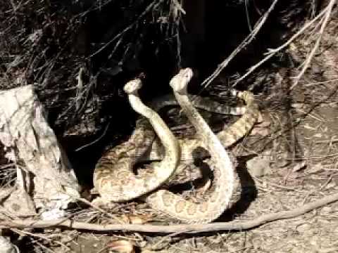 YouTube Video V2LKN_S8rUc