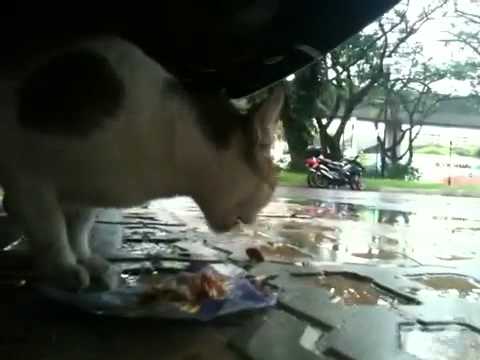 Life of a community cat: Tiara