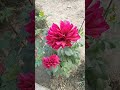 Flowers Status Beautiful Flower Status