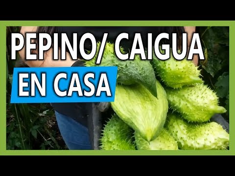 , title : 'Cómo se siembra el Pepino - Caigua en una Maceta en huerta casera'