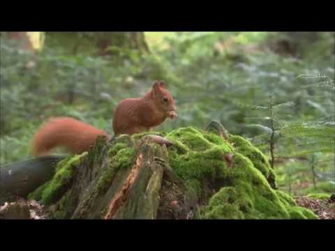 Sielmanns heimische Tiere - Das Eichhörnchen