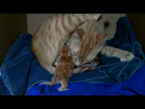 Pregnant Cat gives birth to kitten # 2 and eats the placenta