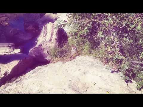 The brilliant squirrel wombo combo