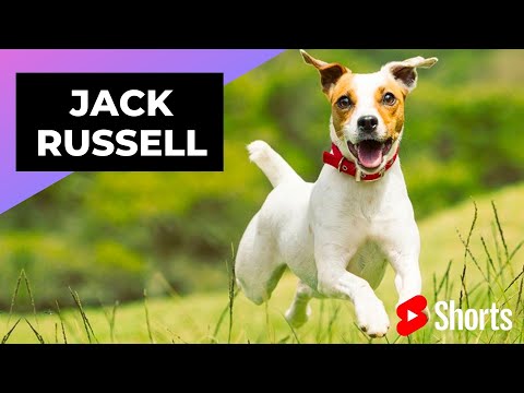 Jack Russell 🐶 One Of The Most Popular Dog Breeds In The World #shorts