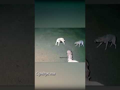 Волки напали на овцу и пытаются утащить.