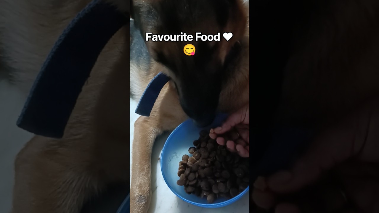 Sheru ka Favourite Food 😋❤️ | German Shepherd #shorts