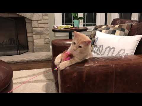 Rubio vs. feather stick