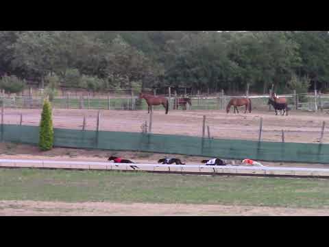 Race 1  Federation Sprint - S2 275m