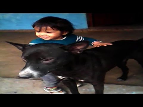 Funny babies annoying dogs - Cute dog & baby suhani compilation SEG 1