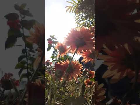 buy hardy( chrysanthem...