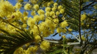 preview picture of video 'le mimosa en fleurs, un arbuste ...'