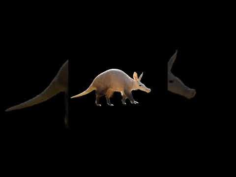 Aardvark #shorts