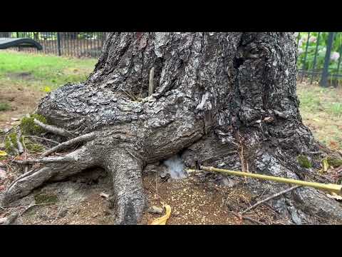 Carpenter Ants Nesting in a Small Opening in the Tree in Watchung, NJ