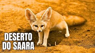 DESERTO DO SAARA | Sobrevivendo no Calor Escaldante - Documentário