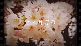 碧那海霧(MigiriAona) - さくサクラ