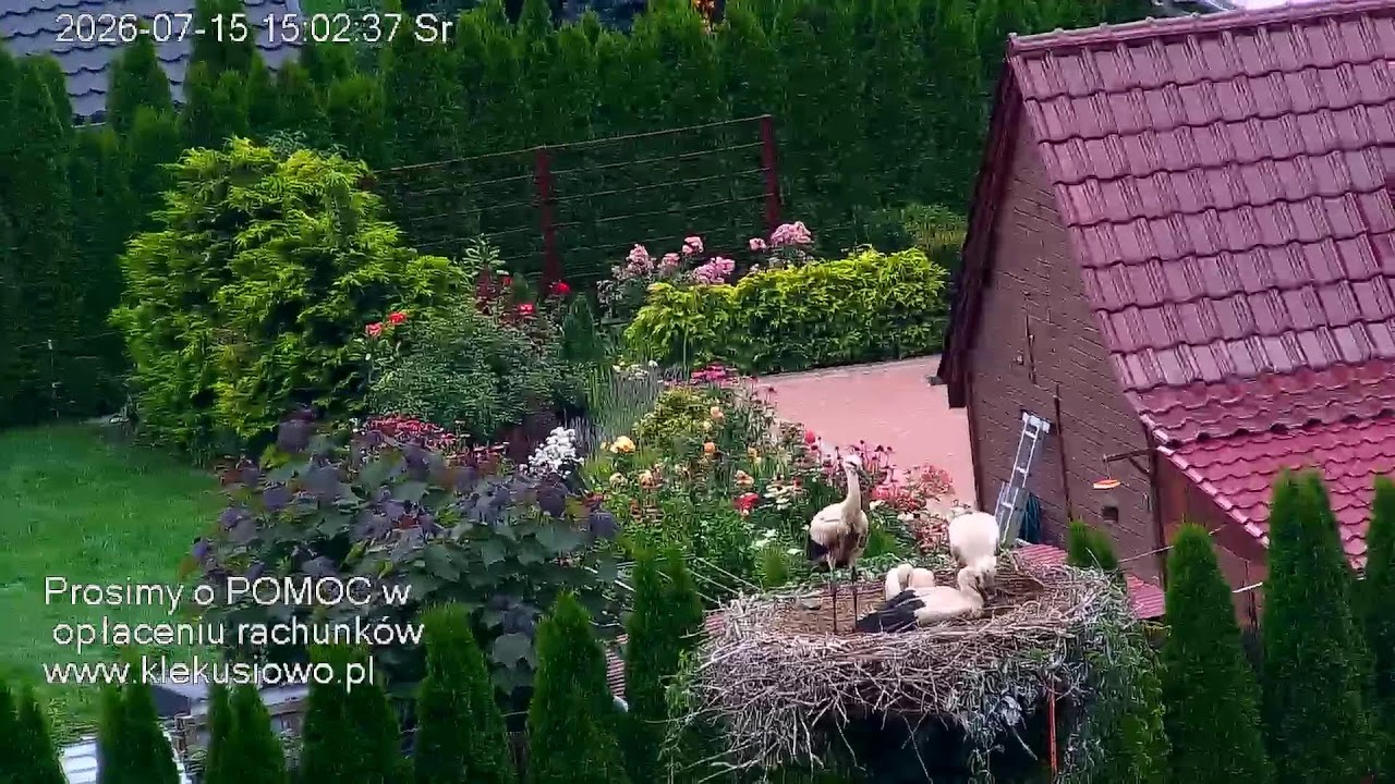 Live webcam view of Klekusiowo White Stork Enclosure Cam