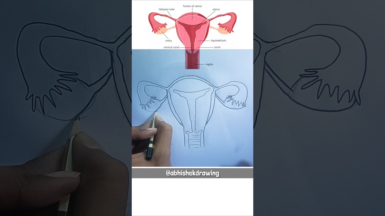 Female reproductive system diagram · how to draw female reproductive system #howtodraw #diagram