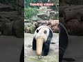 Too Funny Watch This Panda Living Its Best Life Cuteanimals Panda Funny Shortvideo Funnyvideo