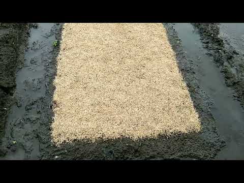 FIRST DAY DAPOG/ Steps For Planting Rice Seeds/ Teacher Sarah Jane E. Sausa Jimenez De Luna