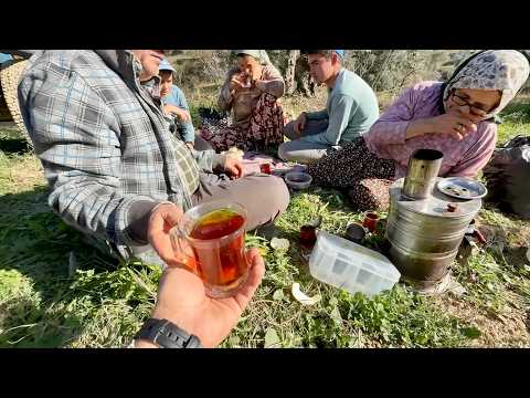 Memecik Zeytini Nasıl Toplanır?