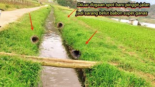 Download lagu Spot yang tak disangka spot baru pinggir jalan jadi sarang belut babon super galak mp3 Download lagu Spot yang tak disangka spot baru pinggir jalan jadi sarang belut babon super galak mp3