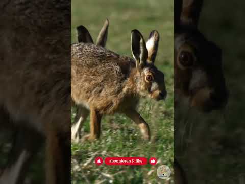 Feldhase oder Kaninchen? 5 überraschende Fakten & Praxistipps für deinen Garten