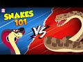 Deadliest Snakes How Snake Poison Works In Human Body Anaconda Vs Titanoboa The Dr Binocs Show