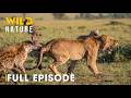 Hostile Planet FULL EPISODE Battle For Survival In Predator Territory Animal Documentary