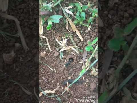 Kehidupan Semut hitam didalam lubang