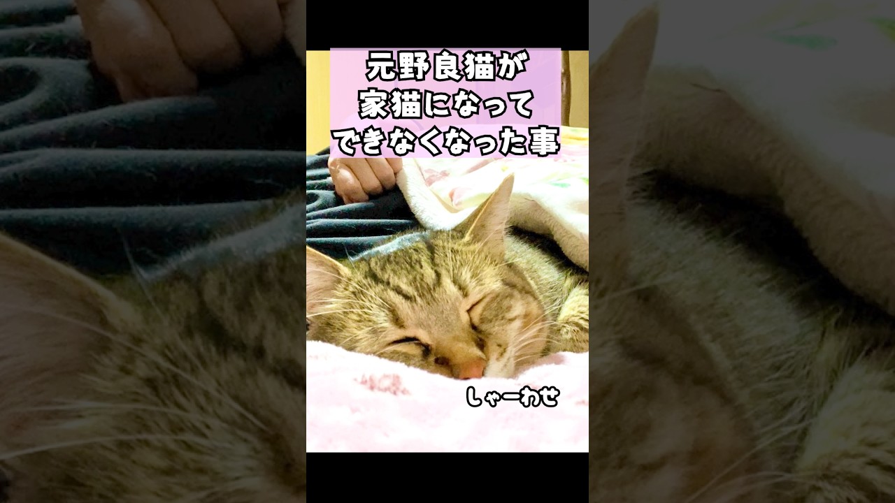 元野良猫が人と暮らしてできなくなった事5選 #元野良猫 #猫のいる暮らし #幸せ