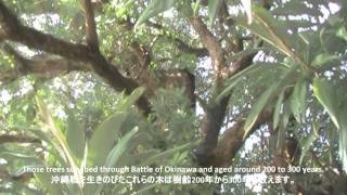 preview picture of video 'Big Bischofia Javanica in Shuri / 金城町の大アカギ'