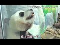［有聲版•第五集］3歲圓寶寶調皮活潑全紀錄，圓寶怎麼這麼可愛捏～|熊貓貓熊The Giant Panda Yuan Yuan and Yuan Bao|台北市立動物園