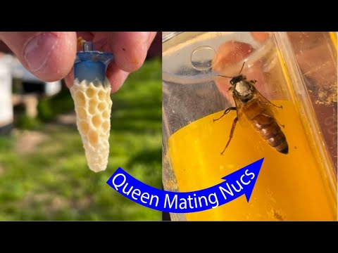 How To Make Queen Mating Nucs - Made SIMPLE