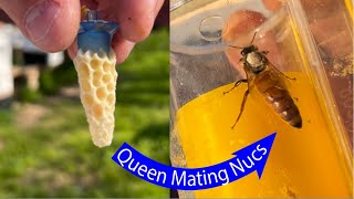 How To Make Queen Mating Nucs - Made SIMPLE