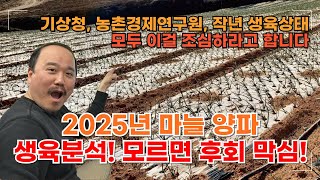 2025년 마늘,양파 생육분석과 주의해야할점 올해는 이걸 꼭 조심하세요! 마늘,양파 웃거름 추천 1편 | 농…