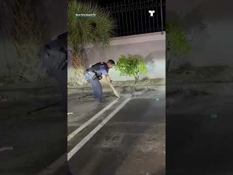 حته على التماسيح مدربين