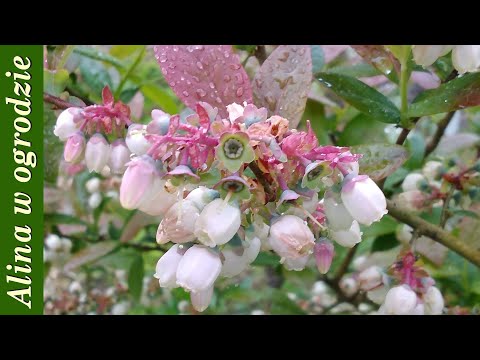 Drzewa i krzewy owocowe 28 godzin po przymrozku - niestety są straty