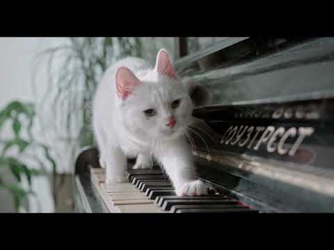 Ultra Hd Lovely Cats videos part 1 - Videos no copyright - collections of best cats  - 4k videos